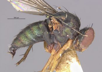 Media type: image;   Entomology 16051 Aspect: hala